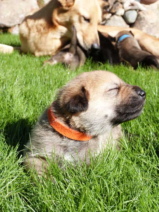 chinook dog